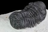 Bargain, Morocops Trilobite - Visible Eye Facets #92322-4